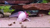 Axolotl Food, pellets de hundimiento húmedo suave para axolotles, camarones, caracoles y peces tropicales de 3/16 pulgadas Rangen Pellets