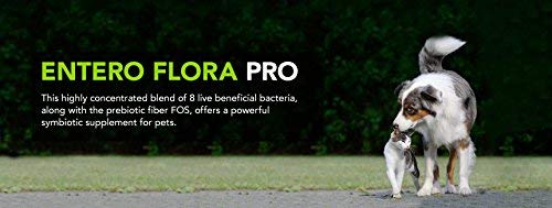 vetriscience 062548 entero Flora Pro polvo - Main Image