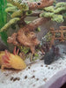 Axolotl Food, pellets de hundimiento húmedo suave para axolotles, camarones, caracoles y peces tropicales de 3/16 pulgadas Rangen Pellets