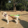 Yangbaga - Correa de extensión de amortiguador para perro, evita lesiones en el brazo y los hombros y evita que los perros se lastimen, ideal para bicicleta, correr, caminar - BESTMASCOTA.COM