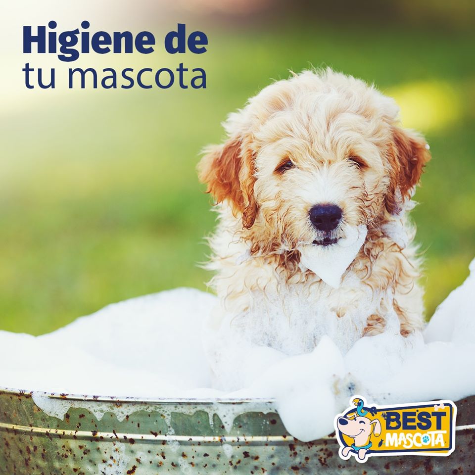 Higiene de tu mascota
