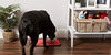 Tapete DII Dry Bone, tapete seco e microfibra para alimentos, agua, alimento, ultraabsorbente y se puede lavar a máquina, de microfibra, para perros y gatos pequeños, medianos, grandes - BESTMASCOTA.COM