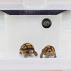 2 unidades termómetro digital Reptil switchable Celsius Fahrenheit Lizard Spider tortuga terrario tanque el higrómetro, S, Negro - BESTMASCOTA.COM