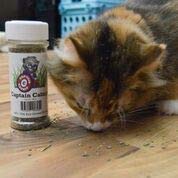 Catnip 1 onza completa Nepeta Cataria Farm Fresh muy potente Eco Grown Gatos Love It - BESTMASCOTA.COM