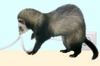 Cord Protector –CritterCord –Una nueva forma de proteger a tu mascota de masticar cables peligrosos - BESTMASCOTA.COM