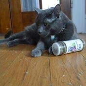 Catnip 1 onza completa Nepeta Cataria Farm Fresh muy potente Eco Grown Gatos Love It - BESTMASCOTA.COM