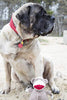 HuggleHounds - Juguete de peluche chirriante para perros con nudos para masticadores agresivos - BESTMASCOTA.COM