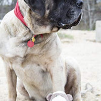 HuggleHounds - Juguete de peluche chirriante para perros con nudos para masticadores agresivos - BESTMASCOTA.COM