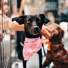 3 Pieces Dog Bandana Heart Dog Bandanas Scarf Washable Pet Scarf Valentine's Day Dog Kerchief for Dogs Cats Pets Festival Accessories, Red Black Pink - BESTMASCOTA.COM