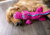 GoDog Just for Me Gators - Peluche de perro con protector para masticar - BESTMASCOTA.COM