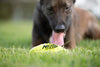 Juguete para perro Nerf de goma - BESTMASCOTA.COM