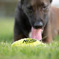 Juguete para perro Nerf de goma - BESTMASCOTA.COM