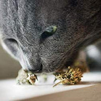 Meowijuana Catnip Buds pasión púrpura - BESTMASCOTA.COM