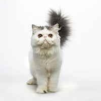 Eye Envy Tear Stain Remover Solution for Cats|100% Natural and Safe|Recommended by Breeders/vets/cat fanciers/Groomers|Contains colloidal Silver|Remove Stains from Fur on Persians and Exotics - BESTMASCOTA.COM