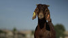 REDMOND - Mezcla de suplementos minerales de cabra, sal sin refinar - BESTMASCOTA.COM
