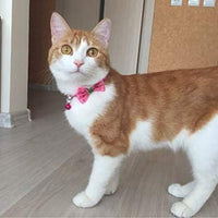Yasma - Collar de gato con campana de 8 piezas, sólido y seguro, nailon, colores variados - BESTMASCOTA.COM