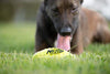 Juguete para perro Nerf de goma - BESTMASCOTA.COM