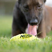 Juguete para perro Nerf de goma - BESTMASCOTA.COM