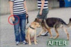 Pet convincer 2 – Air Instrumento de formación para perros - BESTMASCOTA.COM