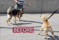 Pet convincer 2 – Air Instrumento de formación para perros - BESTMASCOTA.COM