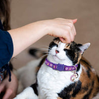 3PCS Breakaway Cat Collars with Bell Golden Moon Glowing Sun and Star in The Dark for Kitten with Pendant - BESTMASCOTA.COM