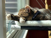 Kitty Cot Original World's Best Cat Perch - BESTMASCOTA.COM