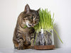 Petlinks - Gato puro y natural trata: verdes, semillas, hojas sueltas y HappyNip, spray de Catnip - BESTMASCOTA.COM