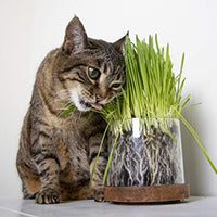 Petlinks - Gato puro y natural trata: verdes, semillas, hojas sueltas y HappyNip, spray de Catnip - BESTMASCOTA.COM