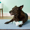 Booda Fresh N Floss Tug Rope Dog Toy - BESTMASCOTA.COM