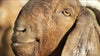 REDMOND - Mezcla de suplementos minerales de cabra, sal sin refinar - BESTMASCOTA.COM