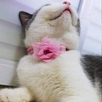 azuza Collar para gato con campana, 2 collares con purpurina para gato con accesorios de flores, rojo y rosa romántico - BESTMASCOTA.COM