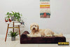 Cama para perro de espuma de memoria ortopédica de alta calidad de 7 pulgadas de grosor con almohada y funda extraíble fácil de lavar con parte inferior antideslizante. Incluye forro impermeable para perros grandes. - BESTMASCOTA.COM