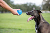 Nerf - Pelota de chirriar para perro - BESTMASCOTA.COM