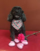 BoomBone Dog Valentines Day Bandana 2 Pac,Triangle Bibs Pet Scarf for Medium and Large Dogs - BESTMASCOTA.COM