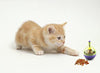 Gato de Mascota bola dispensadora de comida para perros y gatos, interactivo juguetes de mascotas Dispensador de, vaso de pelota IQ, juguete masticable juguetes de comida para perros y gatos - BESTMASCOTA.COM
