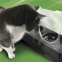 Felines sólo – El plato purrrfect Cat - BESTMASCOTA.COM