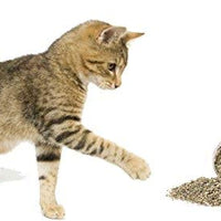 Cat Kush Organic Catnip, Safe Premium Blend Perfect for Cats, Instilled with Maximized Potency Your Kitty is Sure to Go Crazy for - BESTMASCOTA.COM