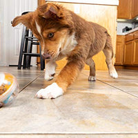Juguete de bola con premio Pet Zone IQ para perros - BESTMASCOTA.COM