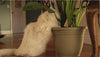 Fumar it. drp-pts-1000 118 ml Instant Pet Formación spray, 4-Ounce - BESTMASCOTA.COM