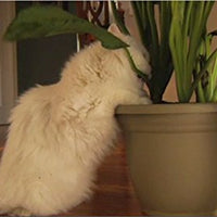 Fumar it. drp-pts-1000 118 ml Instant Pet Formación spray, 4-Ounce - BESTMASCOTA.COM