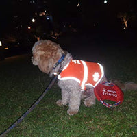 Chaleco reflectante de seguridad para perros, 5 tamaños para adaptarse a perros de 10 libras – 130 libras: alta visibilidad para actividades al aire libre día y noche, mantiene a tu perro visible, seguro de coches y accidentes de caza | Blaze Orange chale - BESTMASCOTA.COM