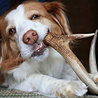 Astas de ciervo para perros, premium, grado A, astas de ciervo masticables para perro, juguete de larga duración para perro. De EE. UU. - BESTMASCOTA.COM