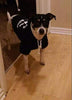 EXPAWLORER sudadera de forro polar para perro/gato con capucha, con estampa de calavera y frase. - BESTMASCOTA.COM