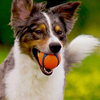 Chuckit! Ultra Ball - BESTMASCOTA.COM