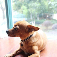 DAIHAQIKO - Collar para gato con campana, ajustable, diseño de gatitos - BESTMASCOTA.COM