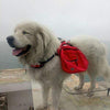 OSPet - Mochila para perro grande, desmontable, se convierte al instante en arnés, ajustable - BESTMASCOTA.COM