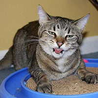 Meowijuana - Spray orgánico para gato – 3oz. Botella – para uso en juguetes para gatos, tiendas y arañazos. - BESTMASCOTA.COM