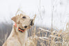 SportDOG Marca FieldTrainer 425X/SportHunter 825 Add-A-Dog Collar – adicional, reemplazo o collar extra para su entrenador remoto – impermeable y recargable con tono, vibración y estática - BESTMASCOTA.COM