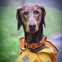 Fashion Pet días lluviosos Slicker Amarillo Raincoat - BESTMASCOTA.COM