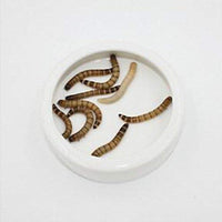 OMEM Worm Dish Mini Reptile Food Bowl Ceramics Made - BESTMASCOTA.COM